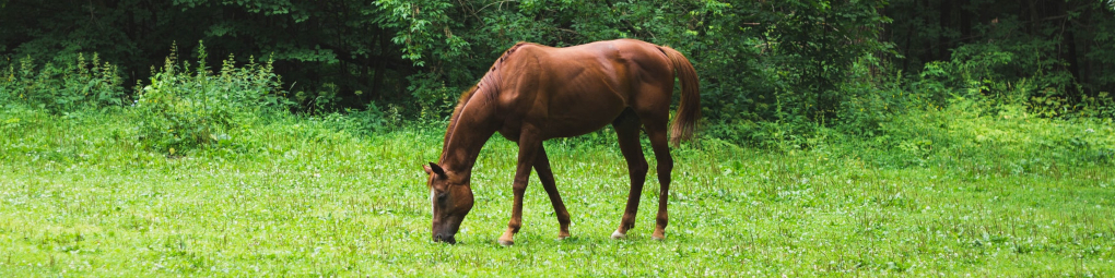 Expertise qPCR analysis in horse health