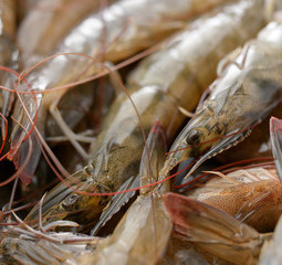 shrimp-scientific-publications-255x240