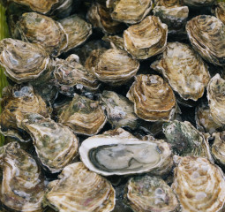 oyster-scientific-publications-255x240