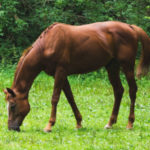 expertise-qpcr-analyses-horse-health-300x300