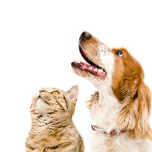 chien-chat-expertise-vétérinaire-300x300