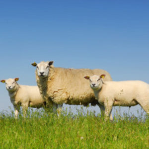 mouton-expertise-vétérinaire-300x300