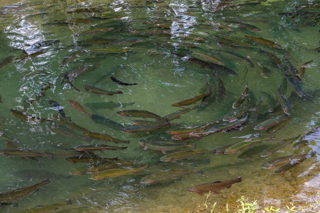 Analyse du microbiome de bassins aquacoles