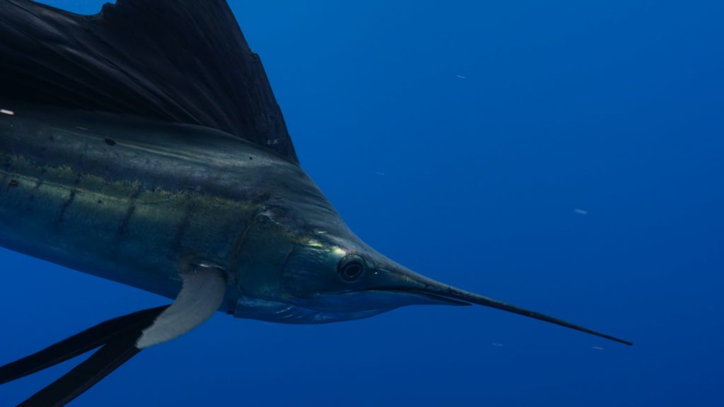 Swordfish genetic traceability sought