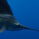 Swordfish genetic traceability sought