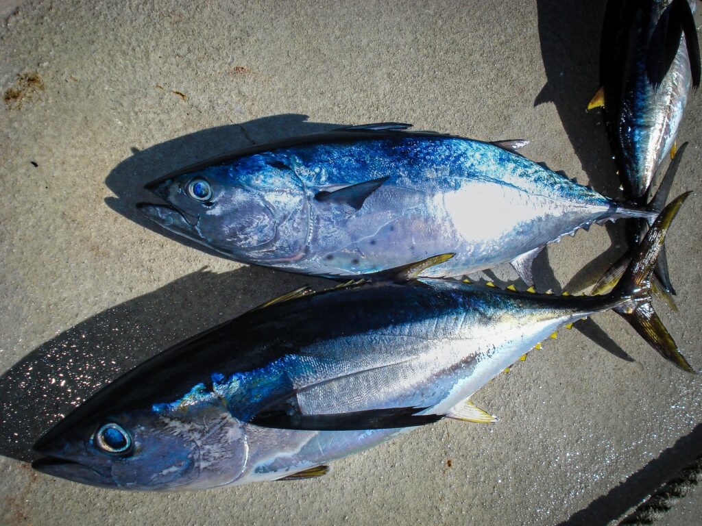 Each species of tuna fish has a distinct economic value on the market. Atlantic bluefin tuna (T. thynnus) is highly prized for its exceptional taste and rarity.