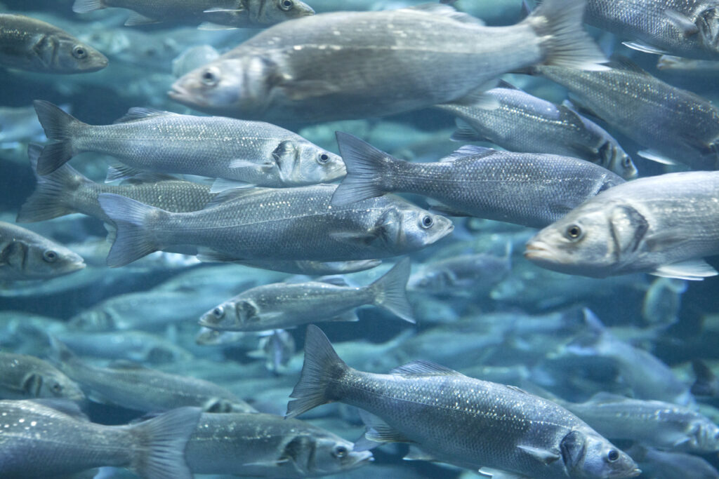 DIAG4ZOO provides a precise nodavirus detection service. Based on the one-step RT-qPCR technique , this service is a valuable asset in aquaculture management.