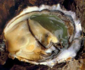 Mediterranean oyster