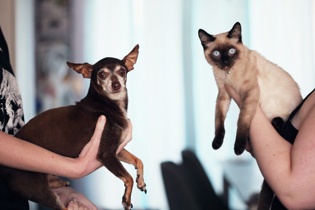 Santé des animaux de compagnie